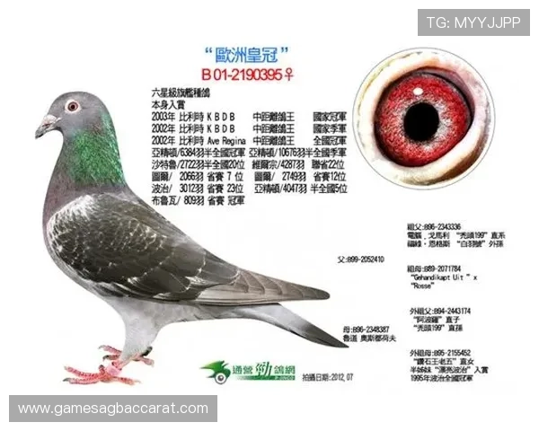 了解ag欧洲厅官网，掌握欧洲厅的最新活动安排与客户反馈信息