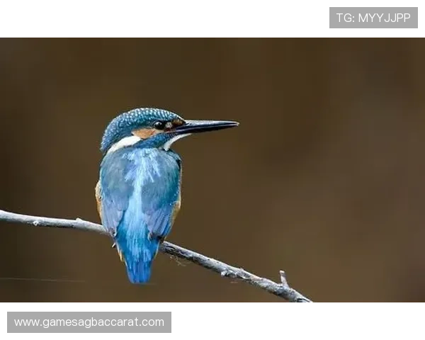 掌握ag捕鱼技巧的实用技巧,快速成为捕鱼高手 掌握ag捕鱼技巧的实用技巧,快速成为捕鱼高手